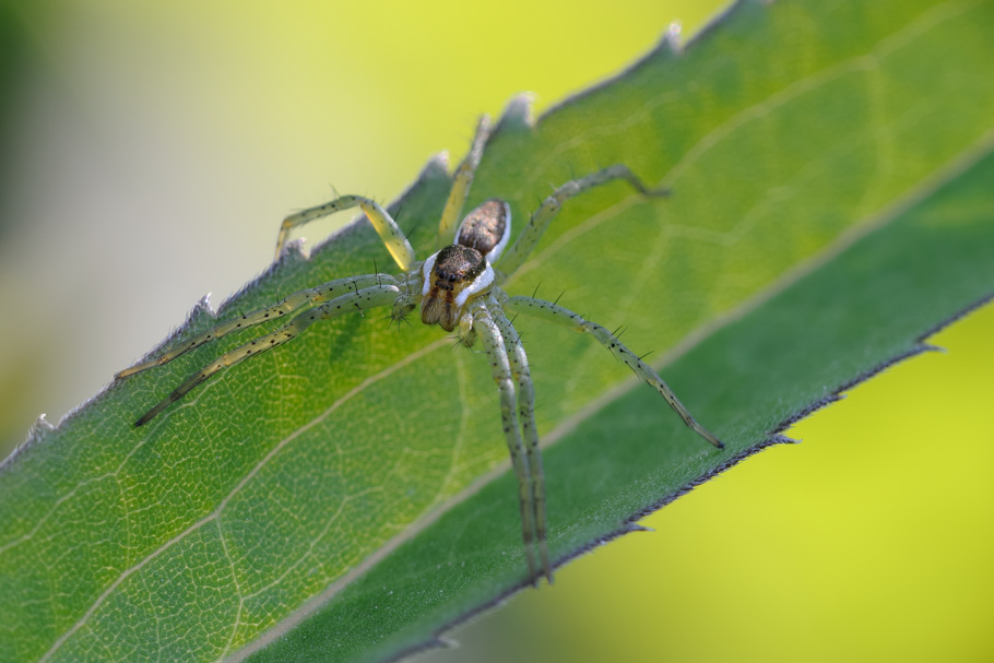 Dolomedes sp.